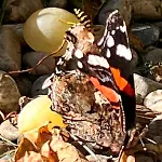 Lägenhet Kraft Tanken In Gruener Oase Mit Grossem Wohnraum Und Riesigem Garten *