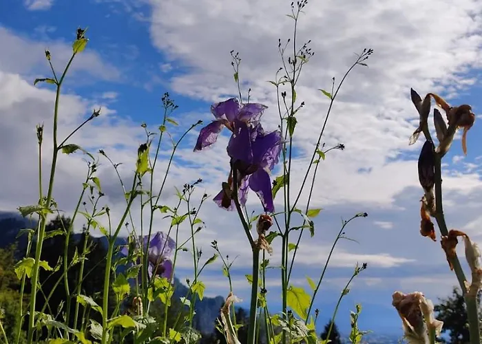 Kraft Tanken In Gruener Oase Mit Grossem Wohnraum Und Riesigem Garten Dornbirn