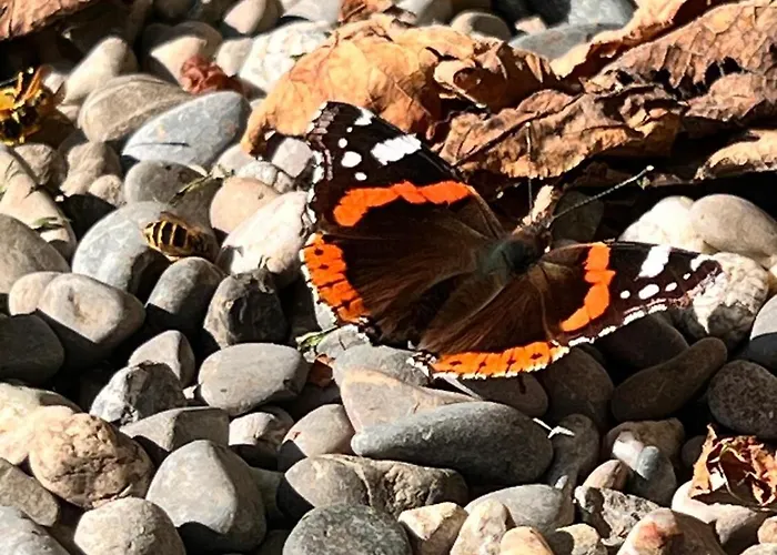 Kraft Tanken In Gruener Oase Mit Grossem Wohnraum Und Riesigem Garten Apartment