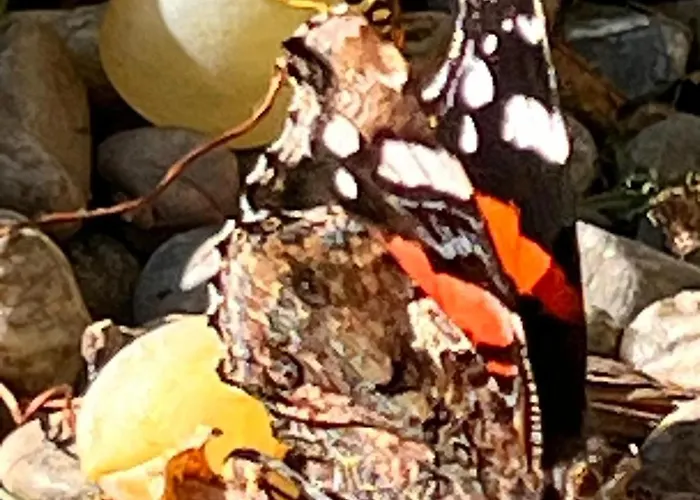 Apartment Kraft Tanken In Gruener Oase Mit Grossem Wohnraum Und Riesigem Garten *