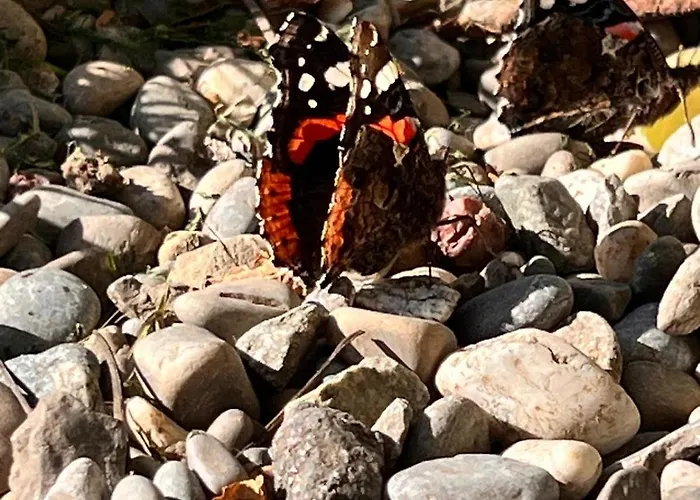 Kraft Tanken In Gruener Oase Mit Grossem Wohnraum Und Riesigem Garten *